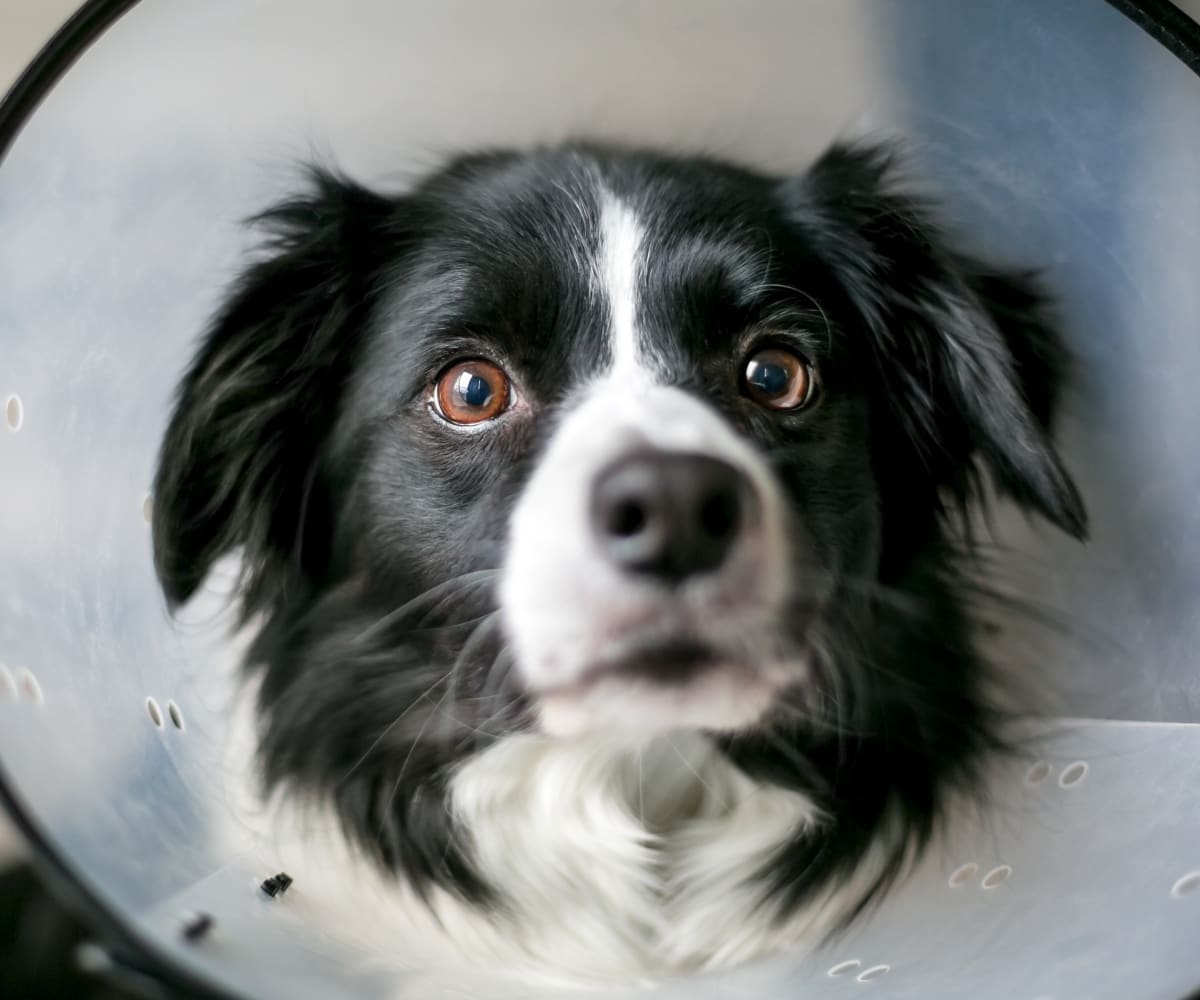 Burbank Pet Hospital | San Jose Speciality & Emergency Vet